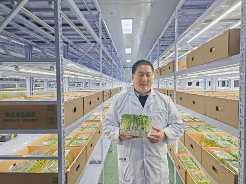 别说你还没吃过芽苗菜